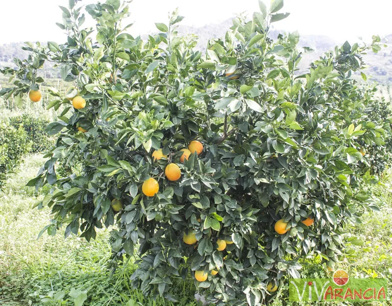 ARANCE SICILIA NAVEL ALBERO