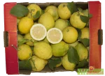 verdelli