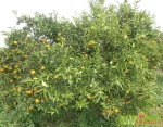 MANDARANCIO SICILIA