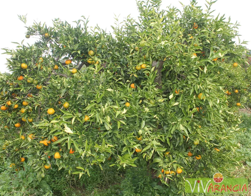 ARANCE SICILIA MANDARANCIO ALBERO