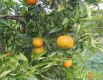 MANDARANCIO SICILIA
