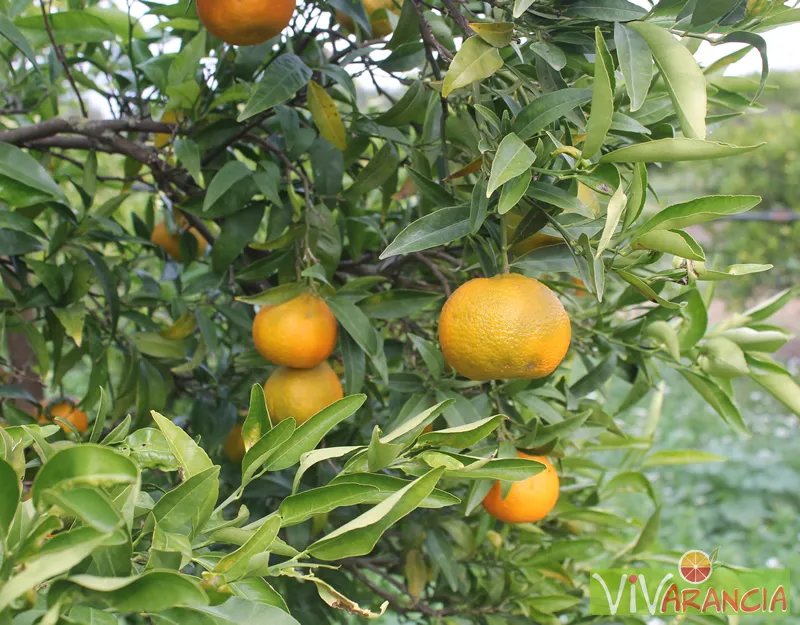 ARANCE SICILIA MANDARANCIO PRIMO PIANO