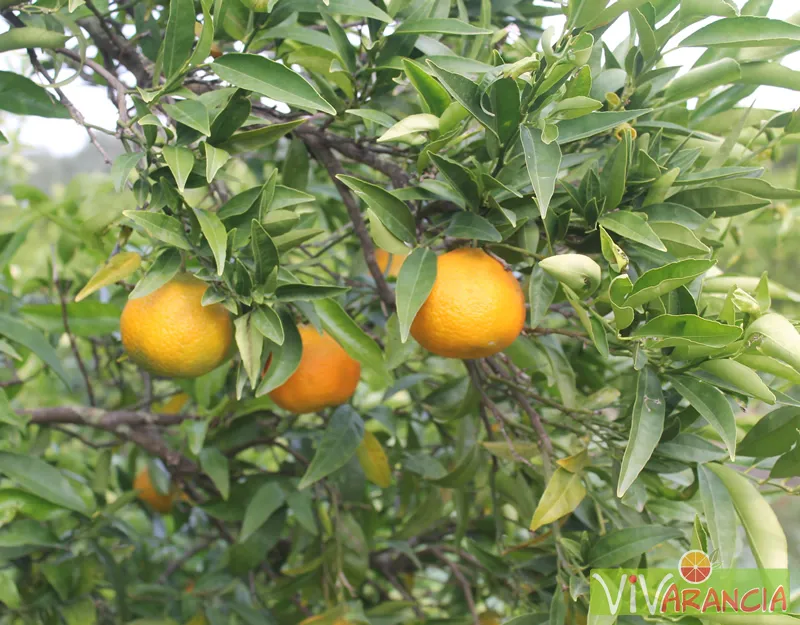 ARANCE SICILIA MANDARANCIO RAMO