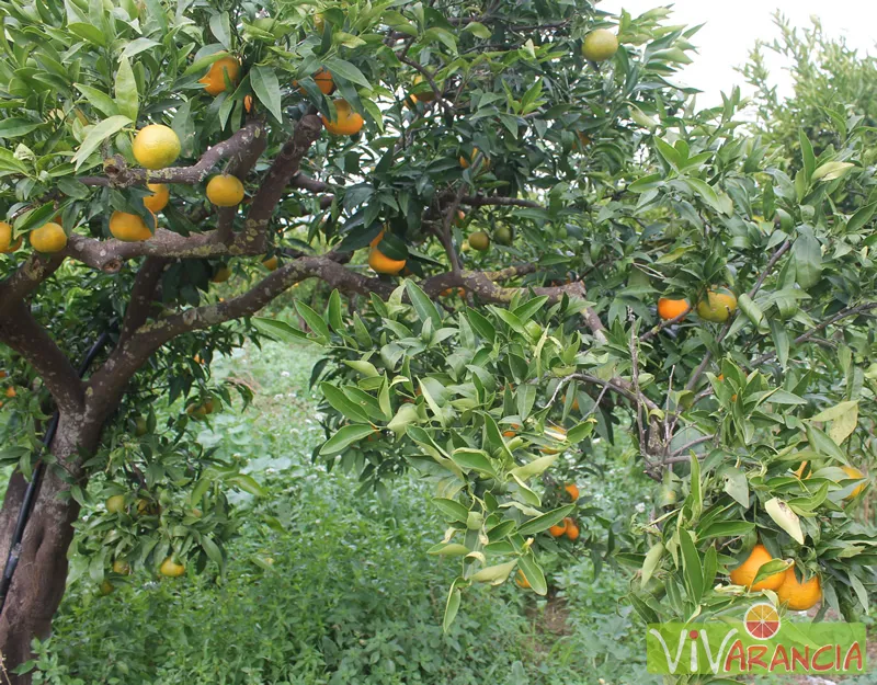ARANCE SICILIA MANDARANCIO