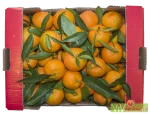 MANDARANCIO SICILIA