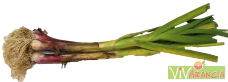 Aglio Fresco Naturale