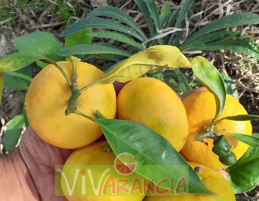 Confezione Mista 33 Clementine primo sole 1 kg